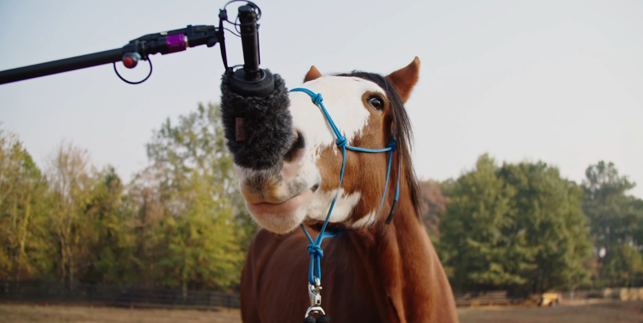 Horse talking into the microphone